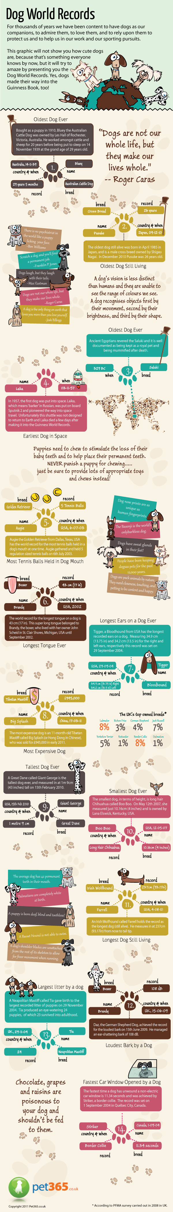 Dog World Records Infographic