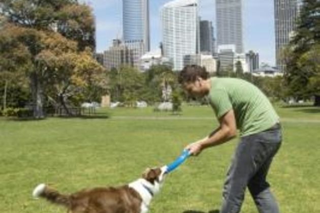 How to Train a Border Collie to Be a Track Dog