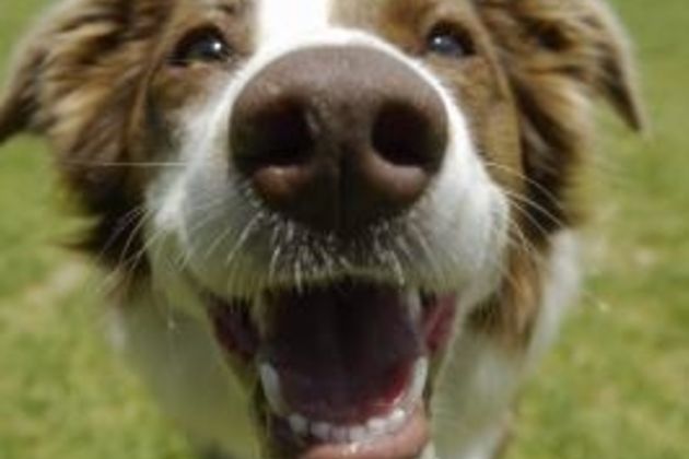 A List of Easy Tricks to Teach Border Collies