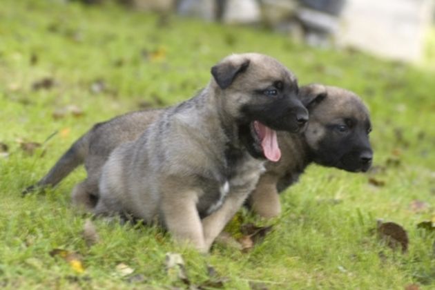 How to Control Puppy Biting