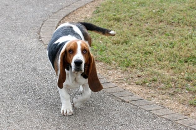 How to House Train a Basset Hound