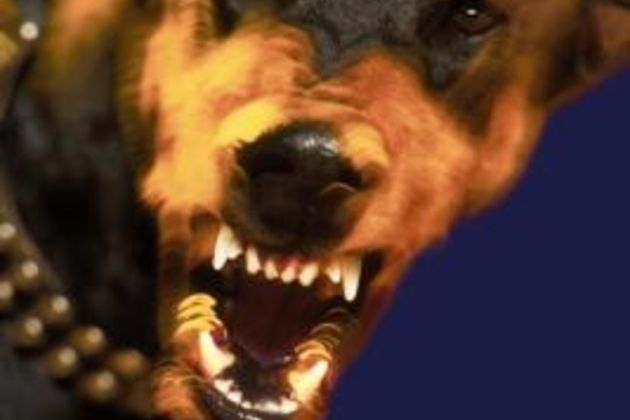 Dog Aggressiveness Tips