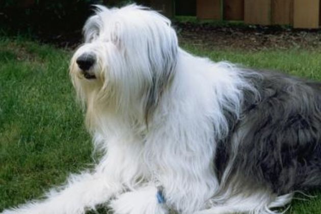 How to Keep a Long-Hair Show Dog From Marking in the House