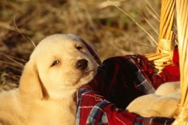 How to Train a Seven Week Labrador Puppy