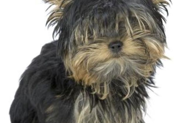 How to Get an Adult Yorkie to Get its Ears to Stand Up