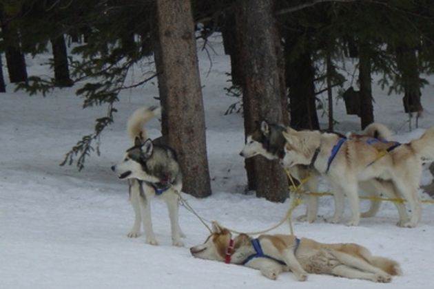 How do I Train Dogs to Pull Wagons?