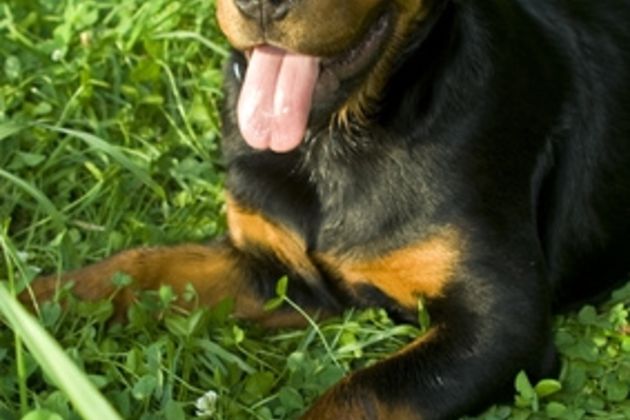 How to House Train a Rottweiler