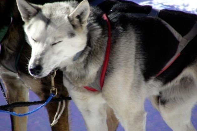 How to Build a Wood Dog Sled