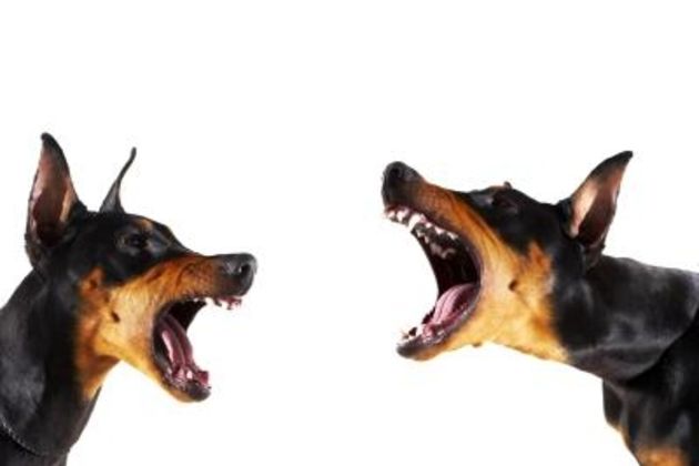 How to Get Your Dog to Stop Barking When Walking Him