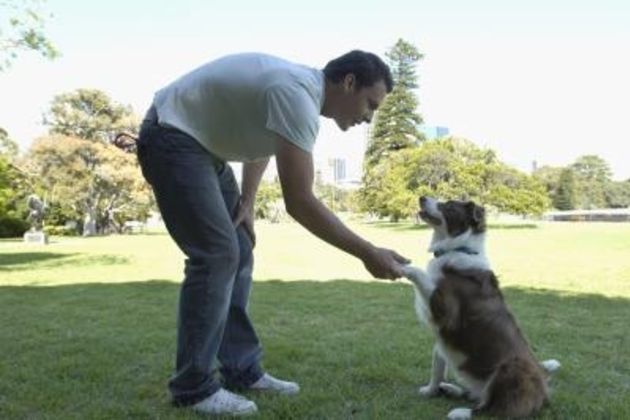The Best Dog Training Tips on How to Shake