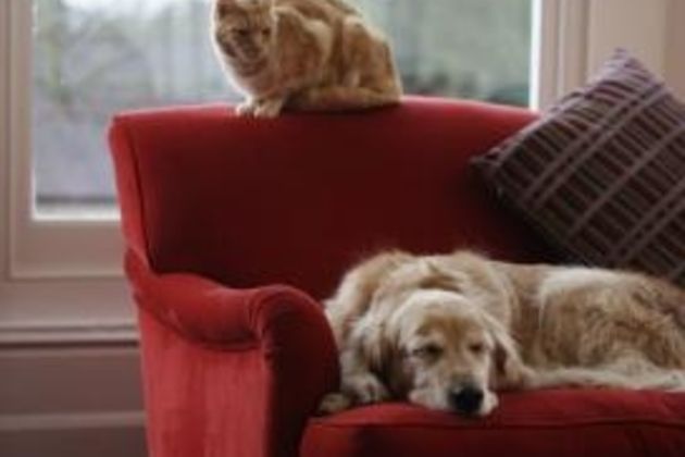 Tips on Introducing a Dog to a Cat