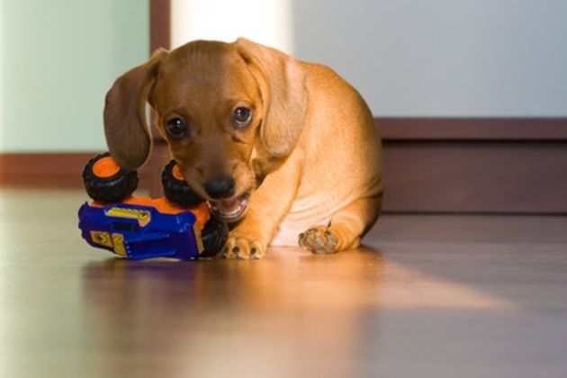 How to Train a Puppy With Separation Anxiety