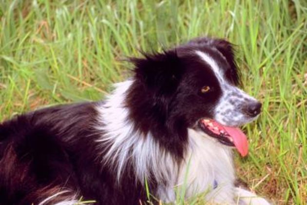 How to Teach a Border Collie to Catch a Frisbee