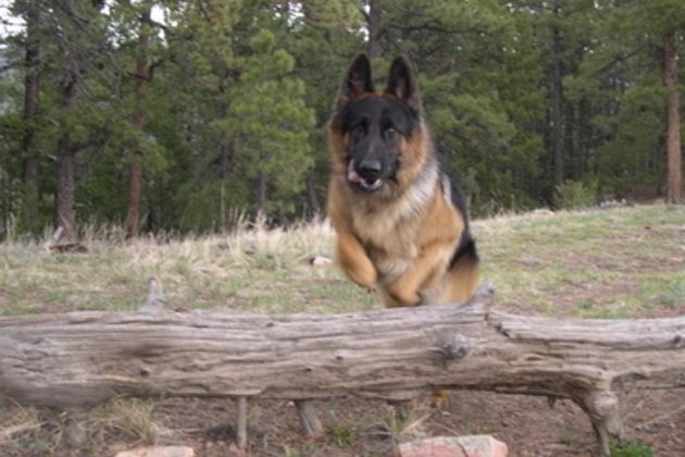 What is the Method Used to Train State Police Dogs?