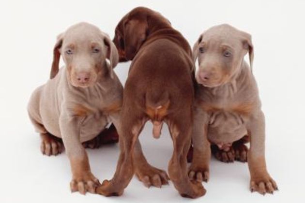 Training Doberman Puppies