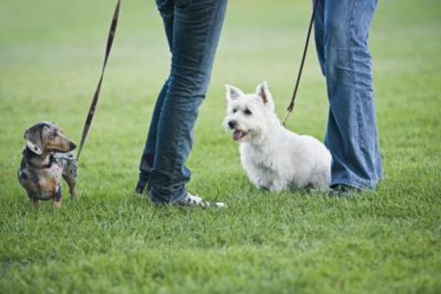 Why Are Leashed Dogs More Aggressive?