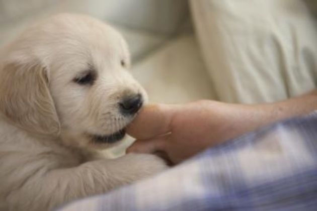 How to Keep Your Puppy From Biting While Playing