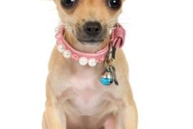 How to Train My Chihuahua: Tricks & Potty-Train