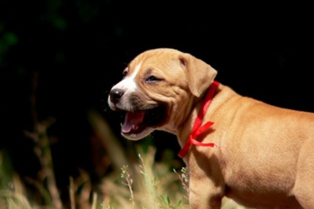 Obedience: How to Stop a Puppy From Whining & Barking