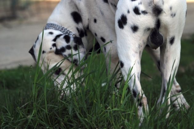 How to Potty Train a Difficult Dog