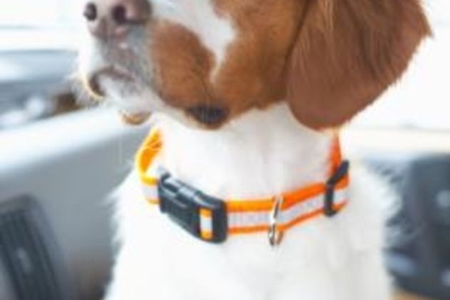 How to Use Dog Collars As Restraints