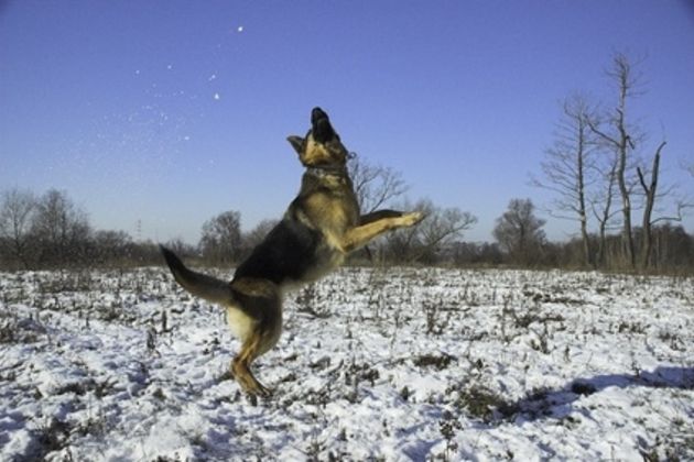 German Shephard Dogs Training Tips