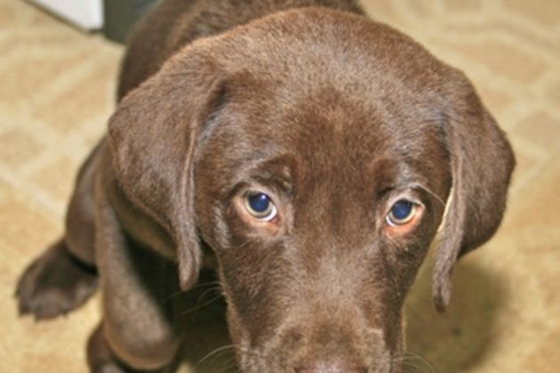 How to Train a Dog to Use a Puppy Pad