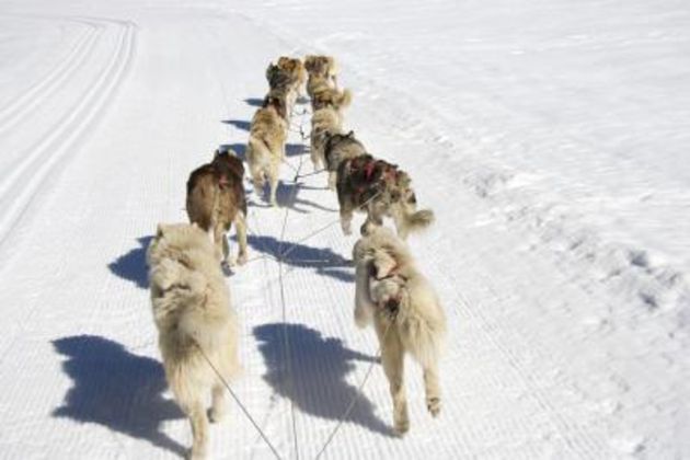 How Does the Musher Control the Direction of the Dog Team?