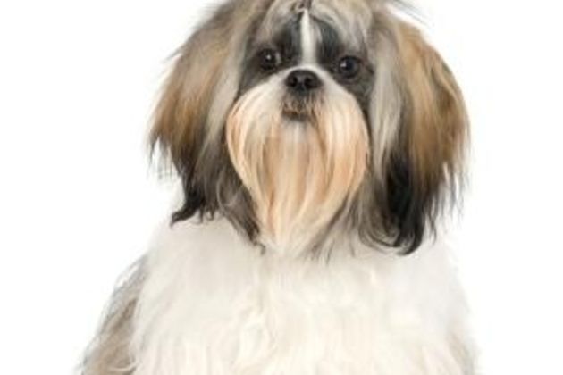 Training Instructions for Shih Tzu Puppies