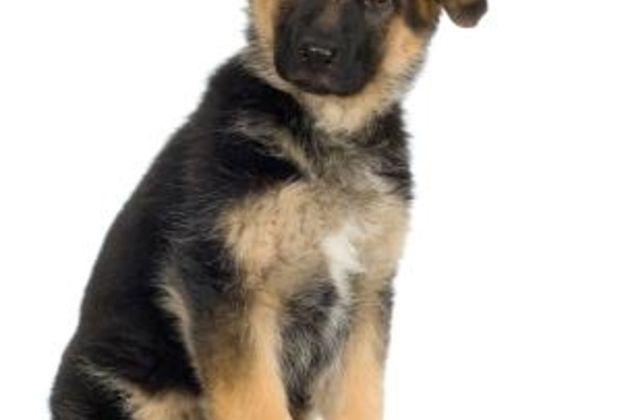 Training Ideas for a German Shepherd Puppy