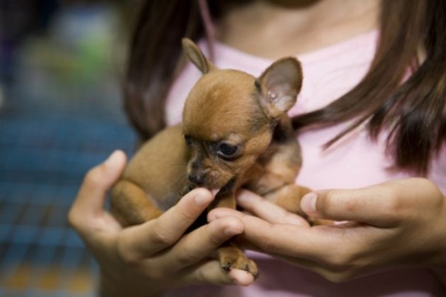 How to Train Miniature Full-Blooded Chihuahua Puppies