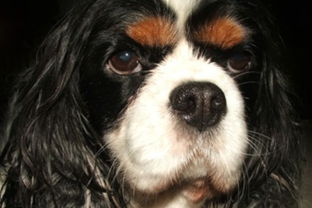 How to Toilet Train a King Charles Spaniel