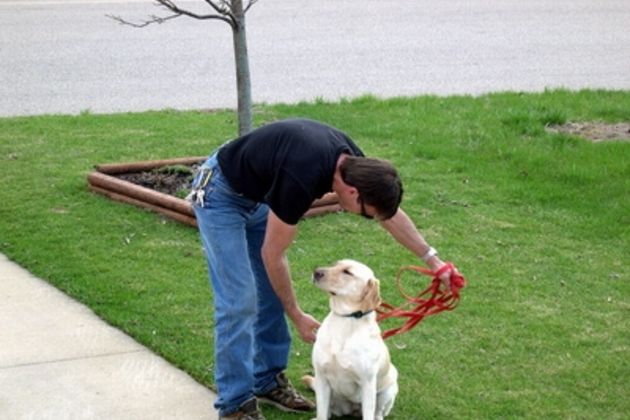 Training Classes for Dogs