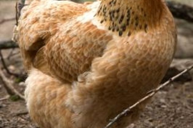 How to Stop Dogs From Killing Chickens