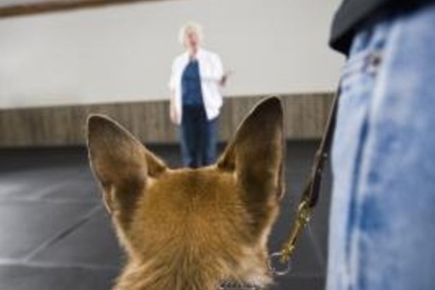 German Training Commands for Dogs