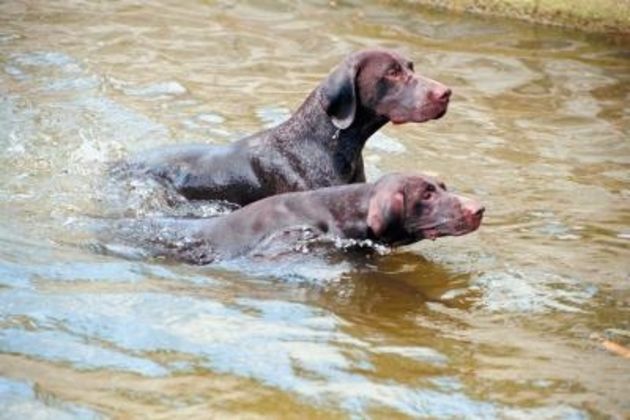 How to Train German Shorthair Pups