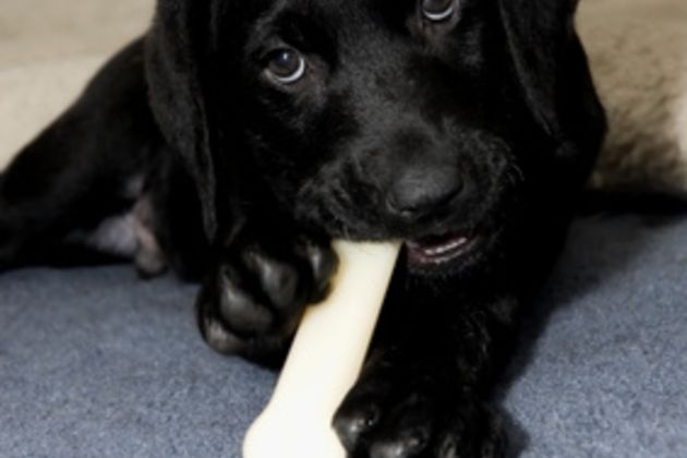 How to Train a Teething Puppy