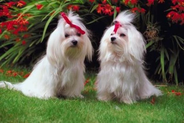 How to House-Train a Maltese Dog