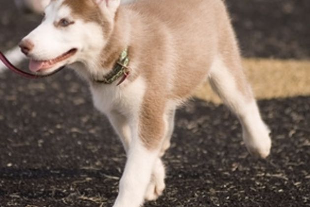 How to Train a 9-Week-Old Puppy