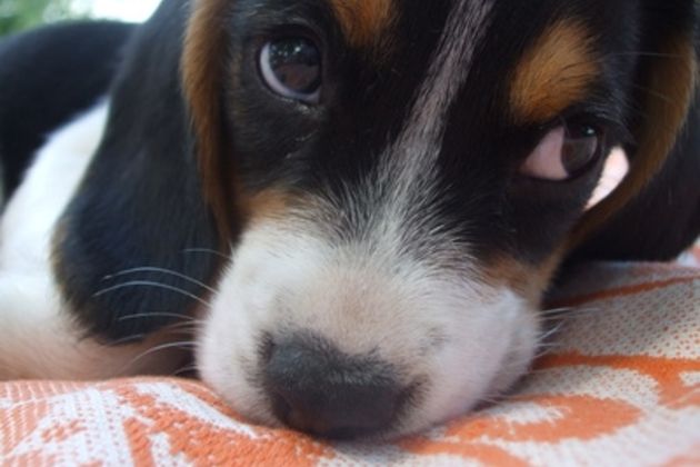 How to Get a Puppy to Sleep in a Bed on the Floor in the Bedroom