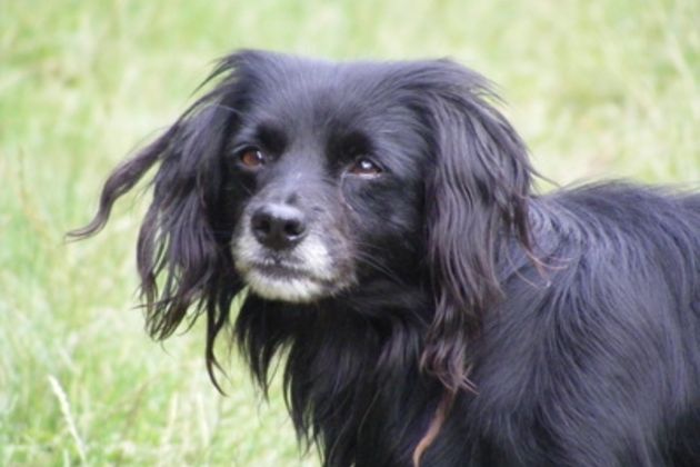 Training for Blind and Deaf Dogs