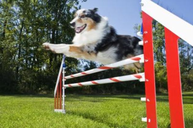 How to Make Jumps for Dogs
