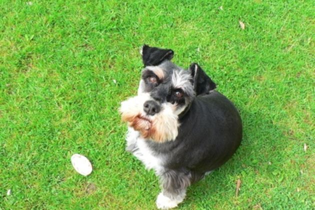 How to Potty-Train a Miniature Schnauzer