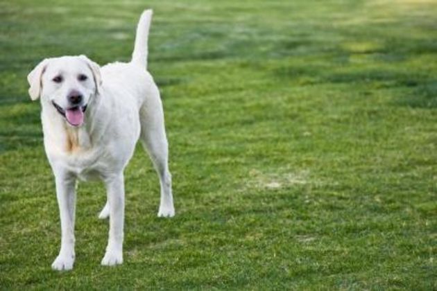 How to Train Outside Dogs to Potty in a Designated Area