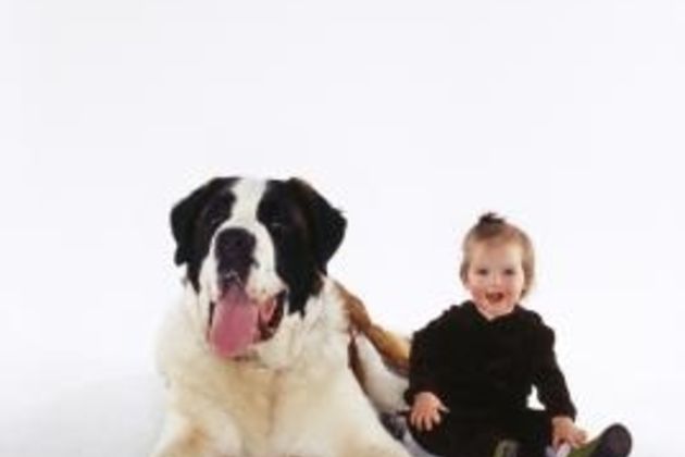 How to Train St. Bernards