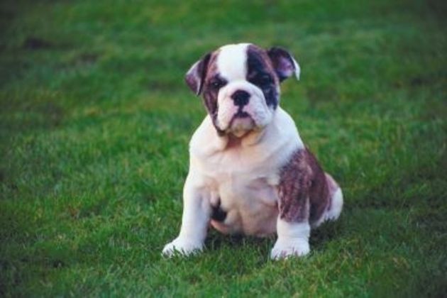 Tips on Potty Training English Bulldogs