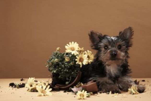 How to Get a Dog to Stop Digging Up Potted Plants