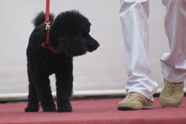 How to Train Dogs to Stop Jumping & Barking While on a Leash