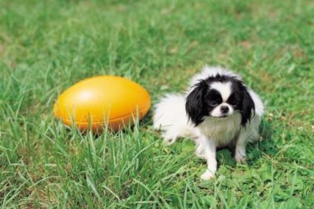 How to Train a Black and White Japanese Chin