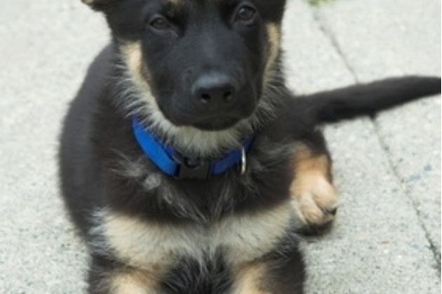 How to Train a German Shepard Puppy